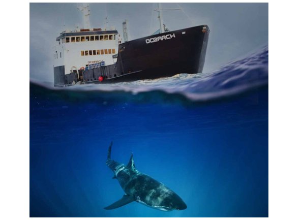 OCEARCH Meet a Shark Sweepstakes - Win The Ultimate Shark Expedition for 2