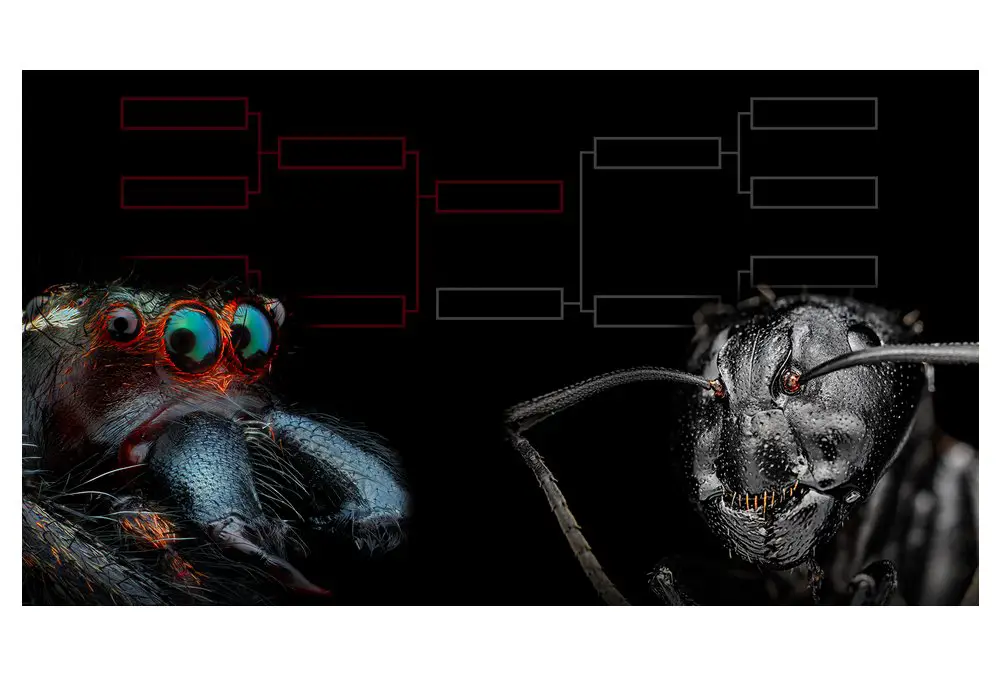 Orkin Bug Week Bracket Challenge Contest And Sweepstakes - Win A Trip For Two To Reykjavik, Iceland