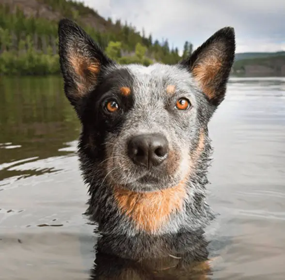 Orvis Cover Dog Photo Giveaway – Win A 1-Year Supply Of Purina Pro Plan Dry Dog Food & $500 Orvis Gift Card (12 Winners)