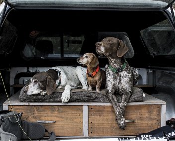 Orvis Dog Bundle Sweepstakes