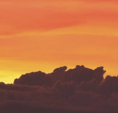 Palm Tree Paradise Giveaway