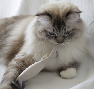 Pet Life Today: Free Prize Pack