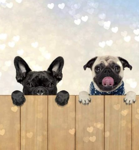 Pet Pick Sweepstakes