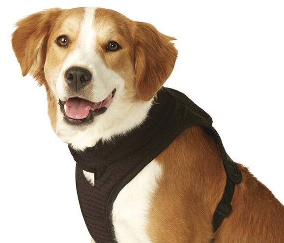 Petmate CALMZ Giveaway