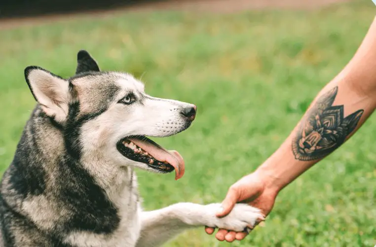 PetSmart Tattoo Redo Contest – Win A $5,500 Tattoo Cover-Up Package  (5 Winners)