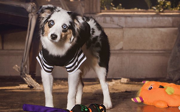 Enter the PetSmart Wicked Cute Contest!