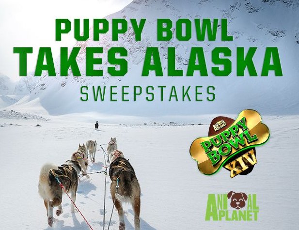 “Puppy Bowl Takes Alaska” Sweepstakes