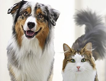 Purina Pro Plan Possibilities Sweepstakes