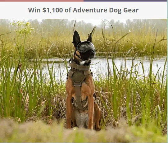 Ray Allen Adventure Dog Gear Giveaway - Win A $1,100 Adventure Dog Gear Bundle
