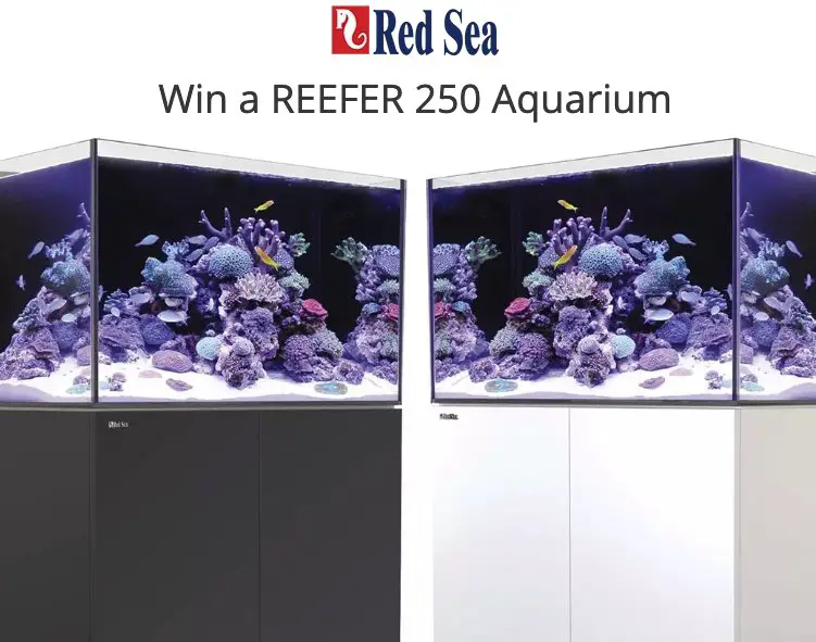 Red Sea REEFER 250 Giveaway