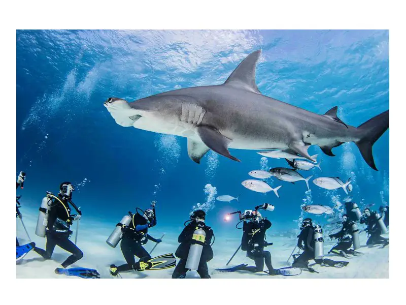 Reef Rescue Network Coral Is Calling Sweepstakes - Win A Getaway For Two To Save The Reefs And More