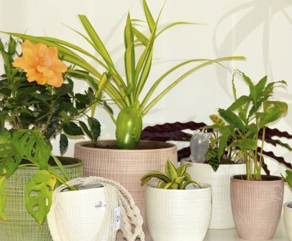 Scheurich Pottery Set Giveaway