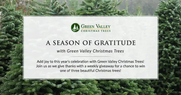 A Season of Gratitude with Green Valley Christmas Trees!