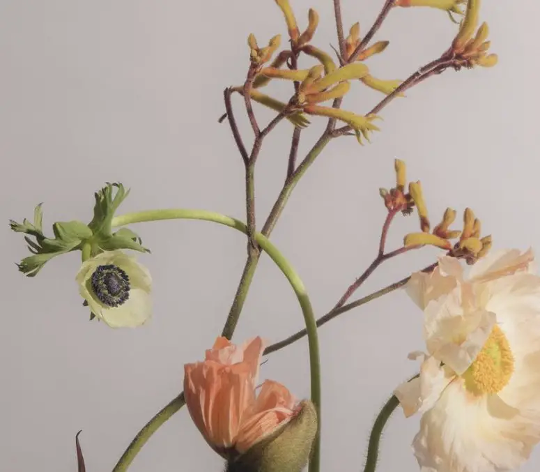 SpriGiveaway Sweepstakes