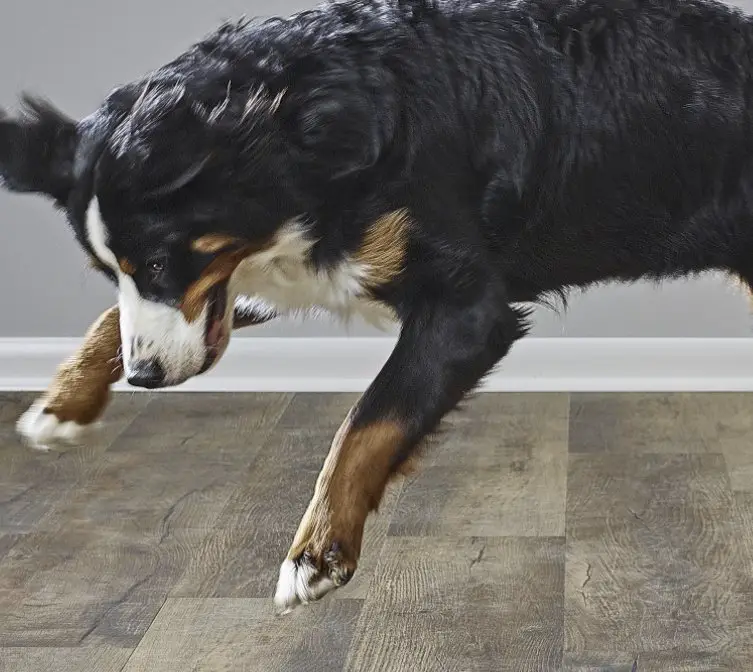 STAINMASTER PetProtect Celebrate Spring Sweepstakes