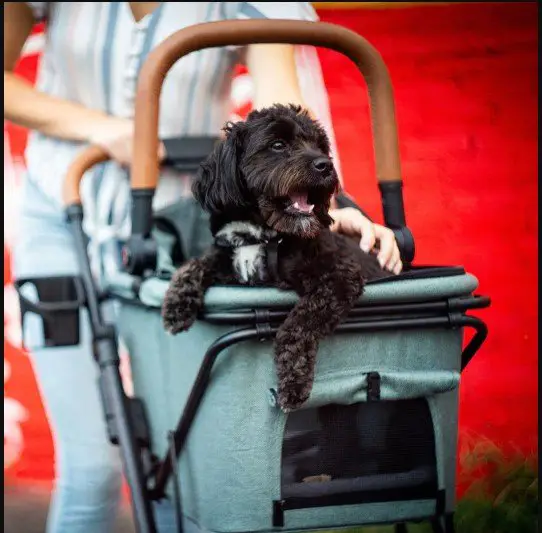 Strolee Pet Stroller Giveaway – Win A Strolee Pet Stroller