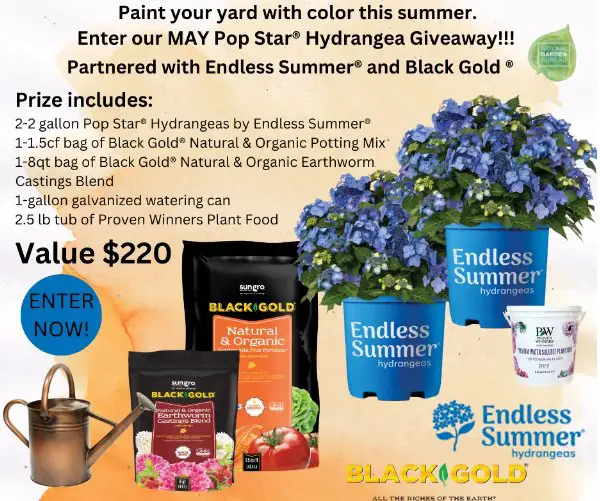 Sun Gro Horticulture May Pop Star Hydrangea Giveaway - Win Gardening Products