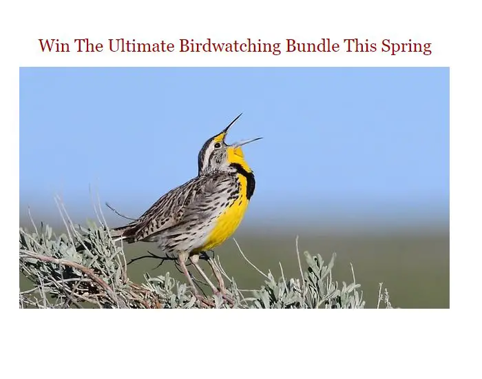 The Cornell Lab Of Ornithology 2023 Bird Cams Ultimate Spring Birdwatching Bundle Giveaway - Win A Pair Of Binoculars, Field Guide & More