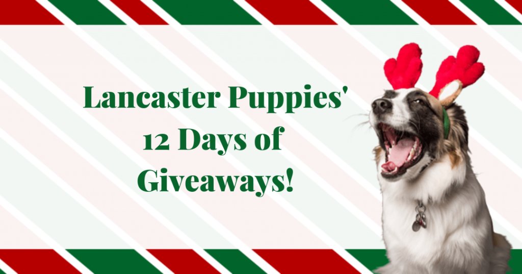 The Lancaster Puppies’ 12 Days Of Giveaways - Win Drones, Tablets, Espresso Machines & More