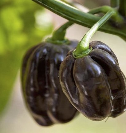 The Mountains Are Calling Giveaway