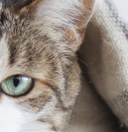 The Spoil Your Pet Giveaway