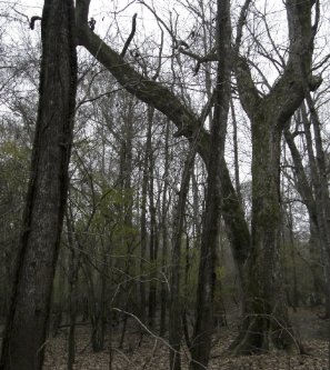 The Unfortunate Curse of Deathfall Forest Giveaway