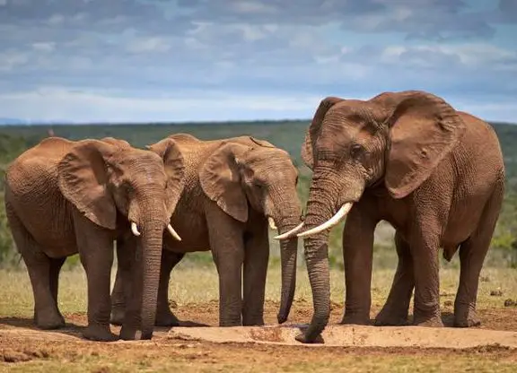 TourRadar Discover Wonders of South Africa Sweepstakes - Win a Trip for 2 to South Africa