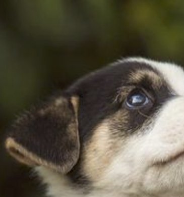 Ultimate Pet-Lover's Giveaway