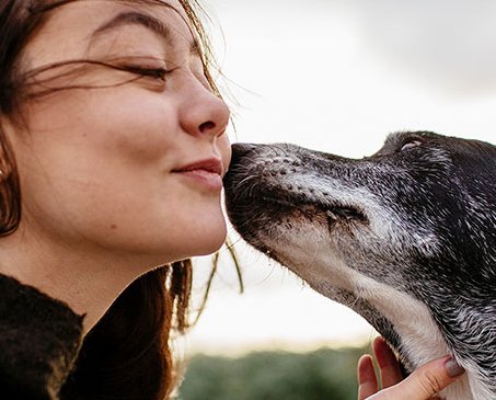 Ultimate Pet Trip Game Sweepstakes