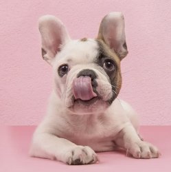 Up to $300 Medipets for Dog Lovers