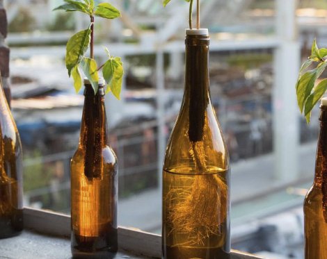 Urban Leaf Sweepstakes