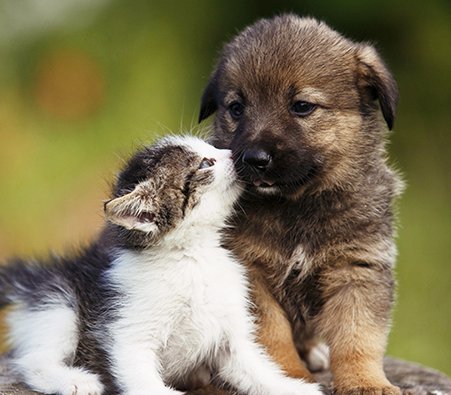 Vets4Pets Customer Feedback Prize