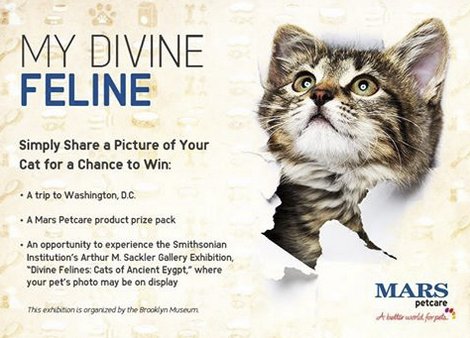 Washington DC Cat Sweepstakes