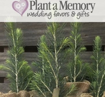 Wedding Vibe Tree Seedling Wedding Favors Giveaway