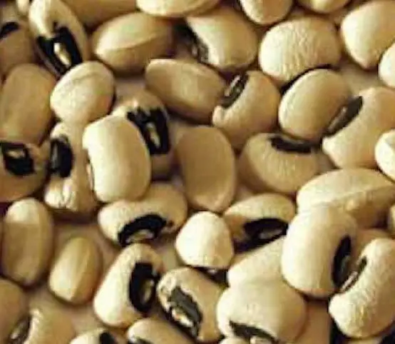 What's Your Favorite Bean Sweepstakes