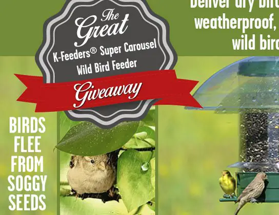 Wild Bird Feeder Giveaway!