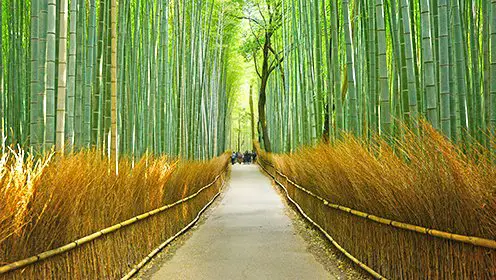 Win a $12,000 Kyoto Getaway Sweepstakes