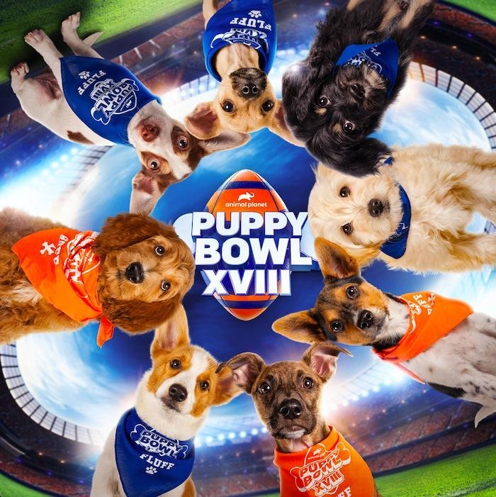 Win $5,000 In The Discovery Puppy Bowl XVIII Kitty Halftime Sweepstakes
