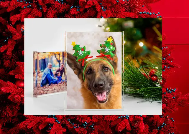 Win $500 PetSmart And $100 MyPhoto Gift Cards