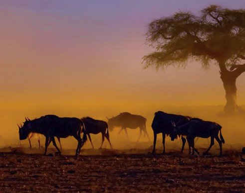 Win a $10,000 Safari for 2 in Kenya