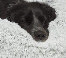 Win a Free Dog Bed for Your Awesome Dog