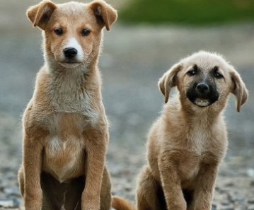 Win a Pet Prize Pack