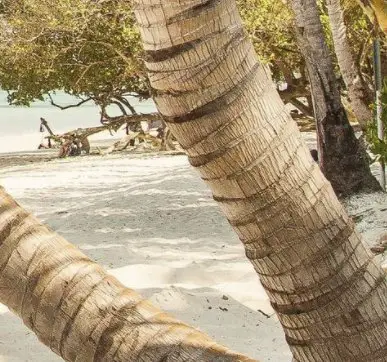 Win a Tropical Escape Sweepstakes