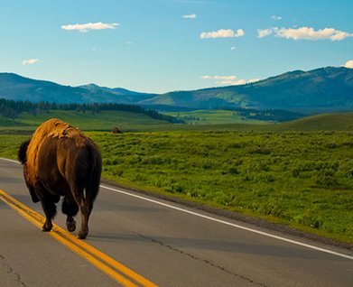 Win A Yellowstone Vacation Sweepstakes
