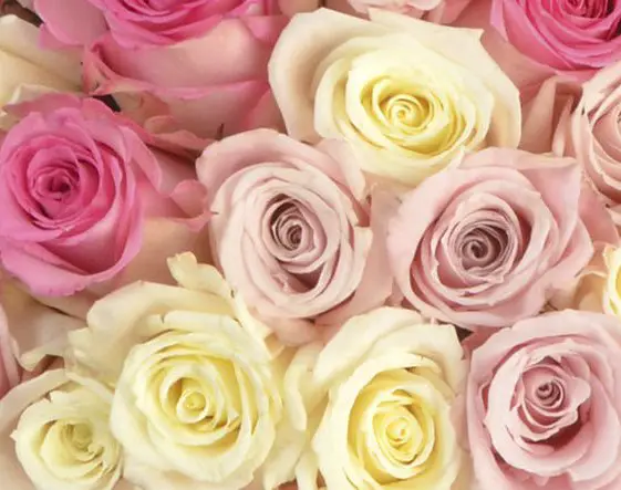 Win It! A Dozen PassionRoses