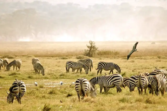 Win a Luxury African Safari in Botswana