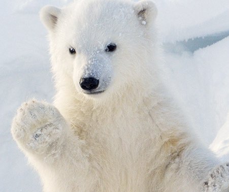 Year On Earth Sweepstakes