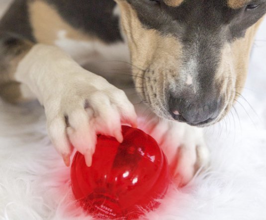 Your Chance! Win 6-month Pet Qwerks Toys!