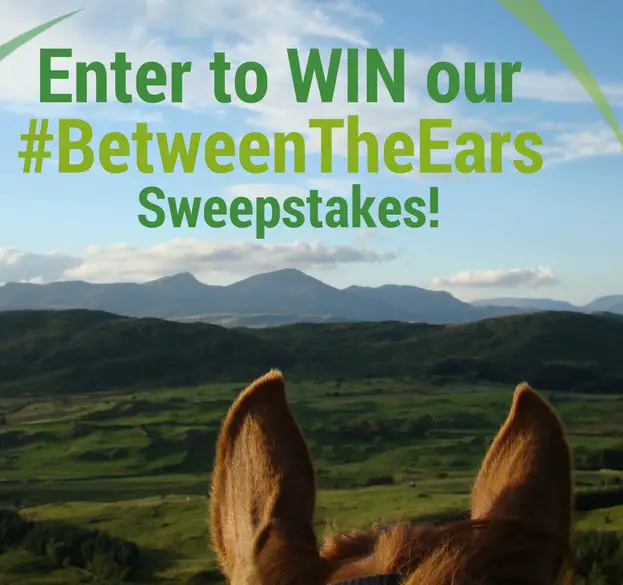 Zylkene #BetweenTheEars